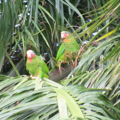 Amazona leucocephala