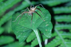 Cupiennius coccineus