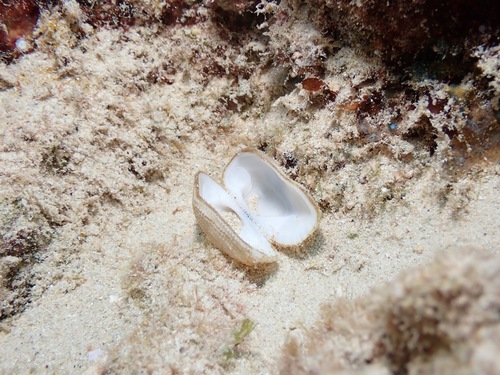 Barbatia divaricata observed 2022-11-26