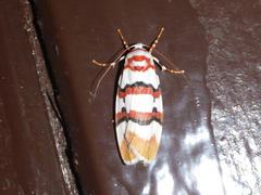 Cyana cruentata