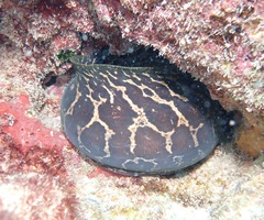 Gymnothorax undulatus