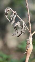 Chaerophyllum nodosum