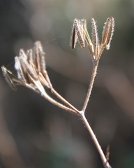 Chaerophyllum nodosum