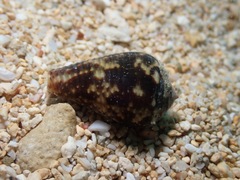 Conus catus