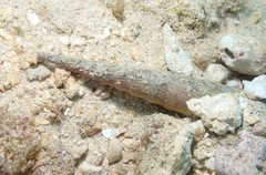 Terebridae