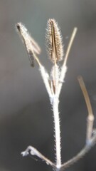 Chaerophyllum nodosum