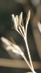 Chaerophyllum nodosum