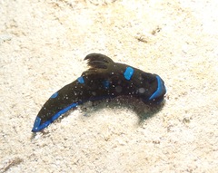 Tambja morosa