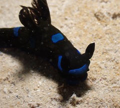 Tambja morosa