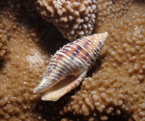 Mitra ferruginea observed 2022-11-26