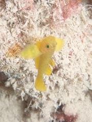 Priolepis aureoviridis