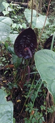 Anthurium caramantae