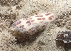 Terebra achates