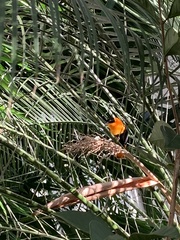 Euplectes franciscanus