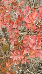 Zanthoxylum fagara