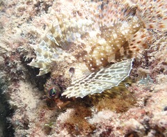 Dendrochirus barberi