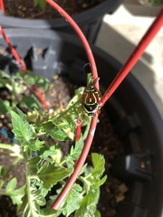 Eupoecila australasiae