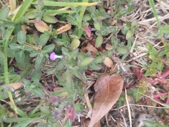Justiciinae