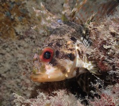 Dendrochirus barberi