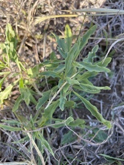 Tetragonotheca texana