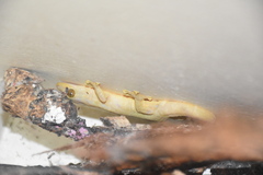 Thecadactylus rapicauda