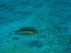 Canthigaster capistrata