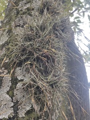 Tillandsia recurvata