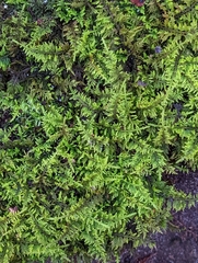 Thuidium delicatulum