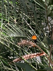 Euplectes franciscanus