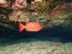 Heteropriacanthus fulgens