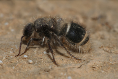 Pseudophotopsis