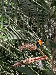 Euplectes franciscanus