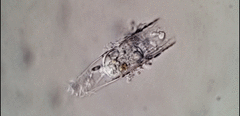 Eutintinnus