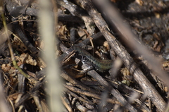 Stenocercus ornatissimus