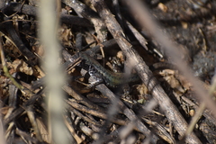 Stenocercus ornatissimus