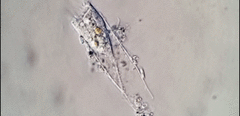 Eutintinnus
