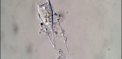 Eutintinnus
