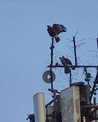 Parabuteo unicinctus