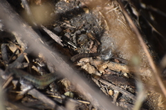 Stenocercus ornatissimus