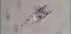 Eutintinnus