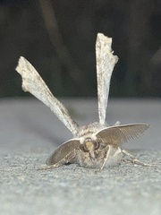 Apochima flabellaria