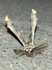 Apochima flabellaria