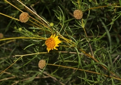 Sidneya tenuifolia