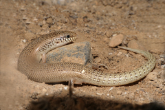 Chalcides ocellatus