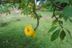 Leuenbergeria bleo