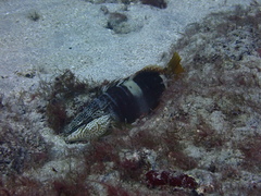 Serranus papilionaceus