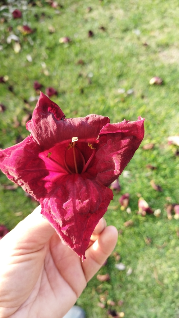 Sausage tree from Glen Barrie, on December 1, 2022 at 0653 PM