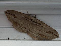 Austrocidaria gobiata