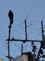 Parabuteo unicinctus