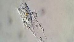 Eutintinnus